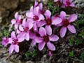 Saxifragaceae - Saxifraga oppositifolia